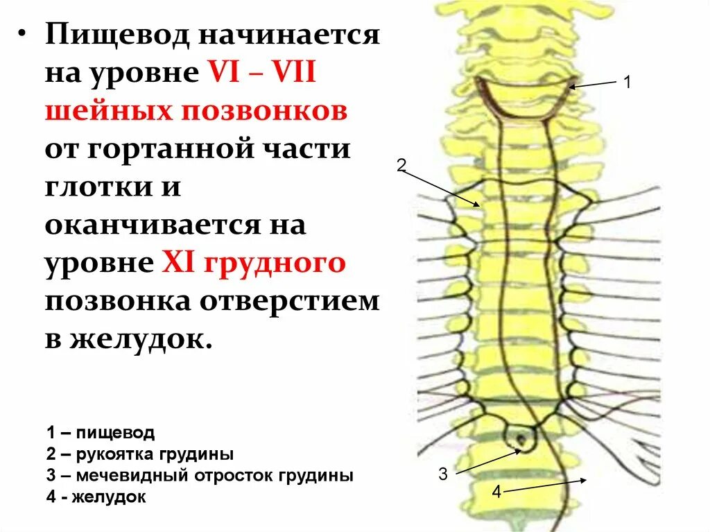 Пищевод расположен на уровне. Пищевод на уровне позвонков. Пищевод расположен на уровне позвонков. Скелетотопия шейного отдела пищевода. Пищевод располагается на уровне.