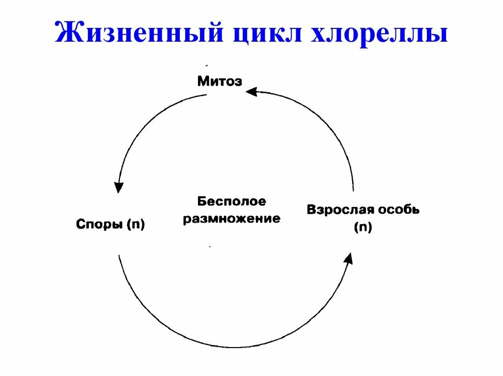 Цикл хлореллы. Цикл развития хлореллы схема. хлорелла жизненный цикл схема. жизненный цикл водорослей хлорелла. цикл размножения хлореллы.