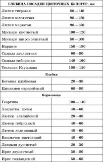 Какие семена цветов можно посадить в октябре
