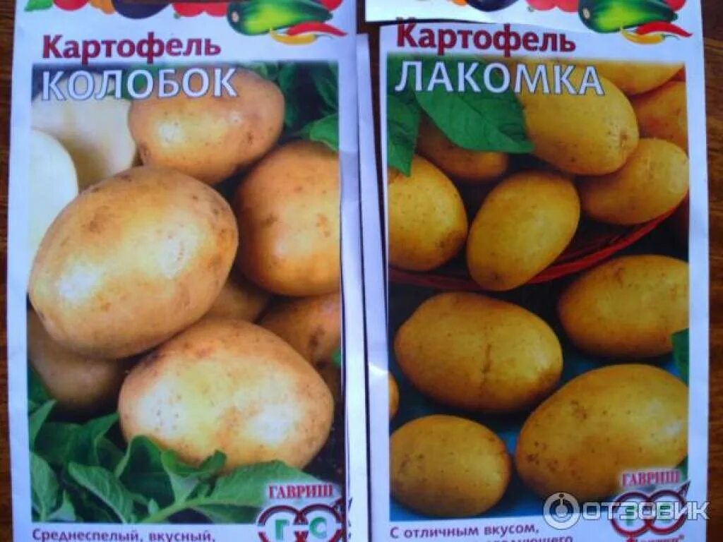 Картофель лакомка описание сорта фото Семена картофель Лакомка Гавриш 101384297 купить за 168 ₽ в интернет-магазине Wi