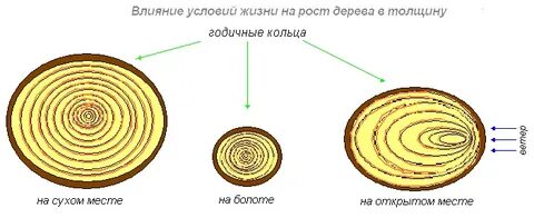 Рост дерева в толщину