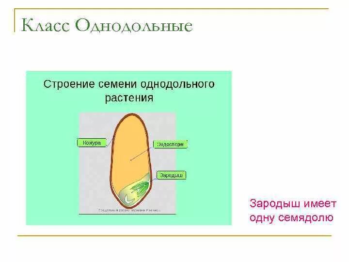 Каким номером на рисунке обозначено однодольное. Зародыш семени Однодольные растения. Строение зародыша семени однодольных. Строение семени однодольного растения 7 класс. Схема строения семени однодольного и двудольного растения.