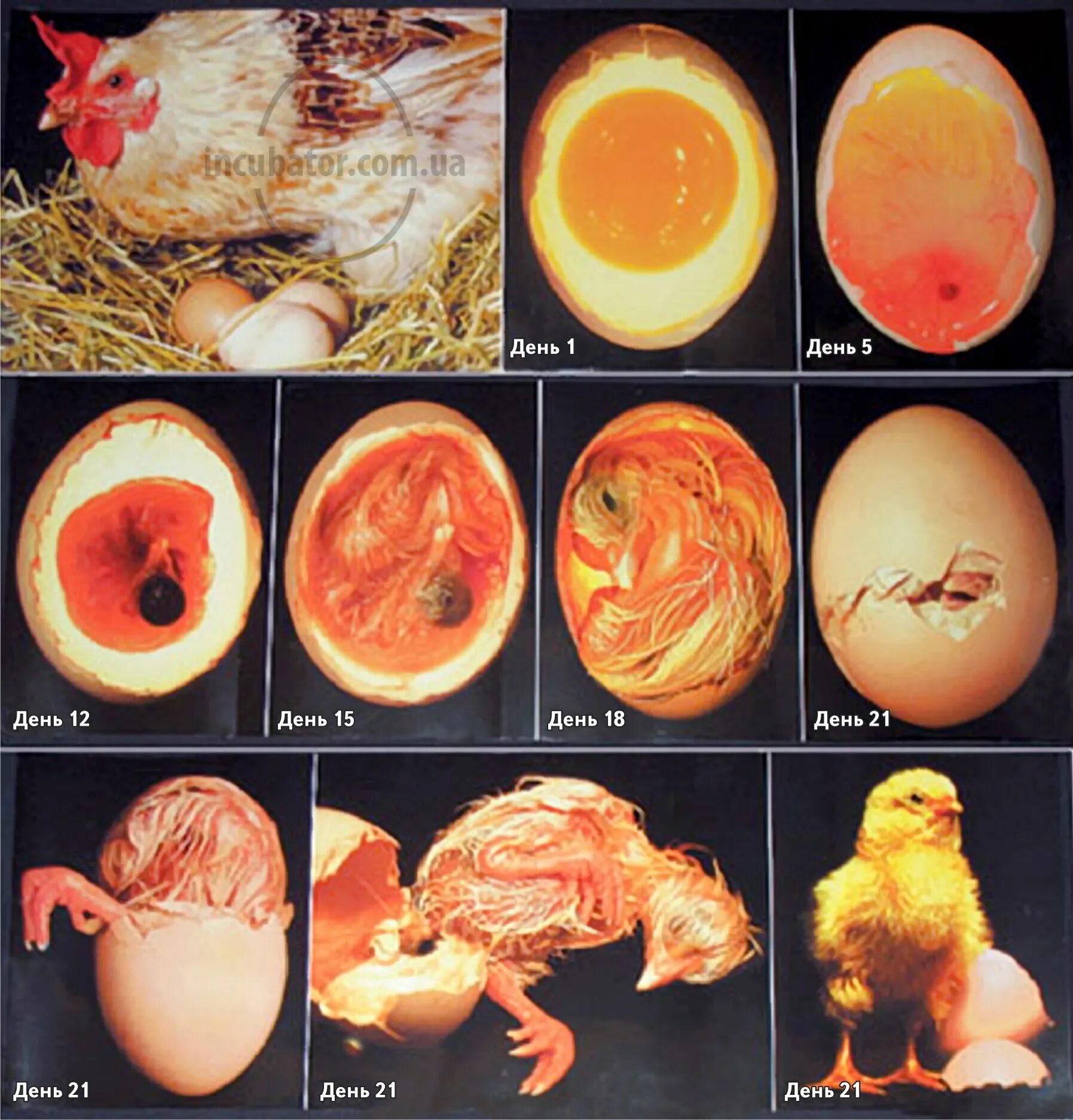 Пол недельного цыпленка. Стадия развития куриного инкубационного яйца. Овоскопирование утиных яиц. Яйцо индейки инкубационное овоскопирование. Инкубация утиных яиц овоскопирование.