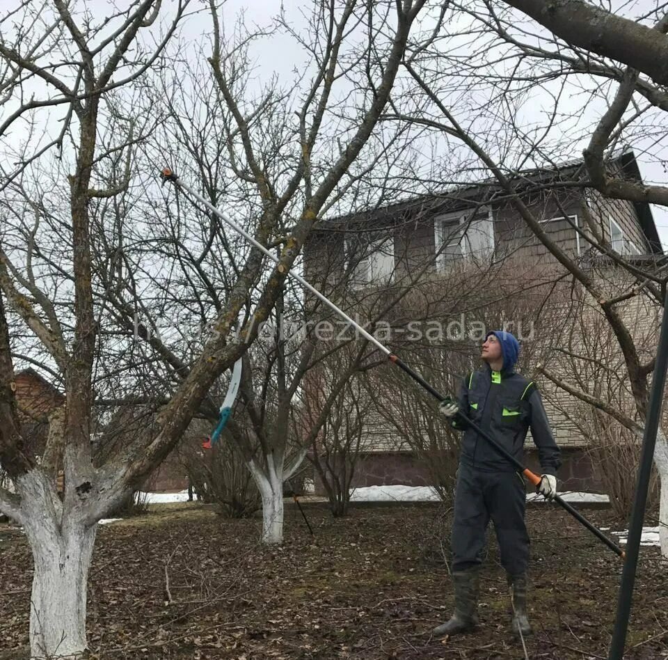 Услуги по обрезке плодовых деревьев. Обрезка сада. обрезка старой яблони. опрыскивание сада весной. весенняя обрезка плодовых деревьев и кустарников.