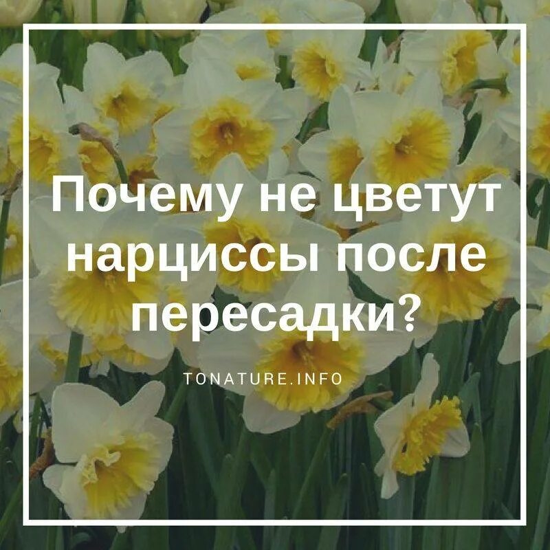 Нарциссы не цвели что делать. Нарциссы после цветения. нарциссы надо ли выкапывать. нарциссы отцвели. уход за нарциссами после цветения.