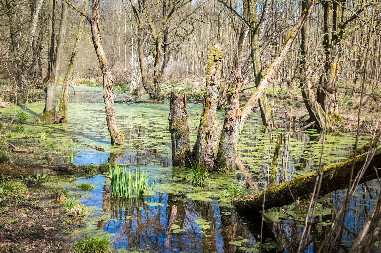 Озон болотное. Болота Свамп. Свомп болото. Заболоченный водоем.