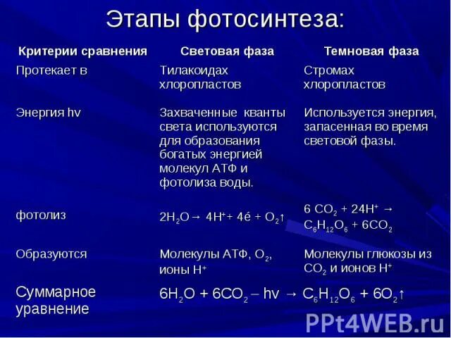 Световая фаза последовательность процессов. Условия протекания световой фазы. Условия протекания световой фазы фотосинтеза. Фазы фотосинтеза световая и темновая таблица. Место протекания реакций в световой фазе.