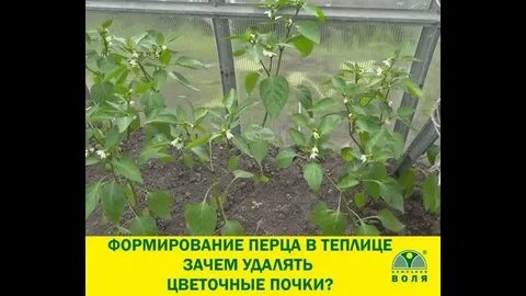Формирование перца в теплице