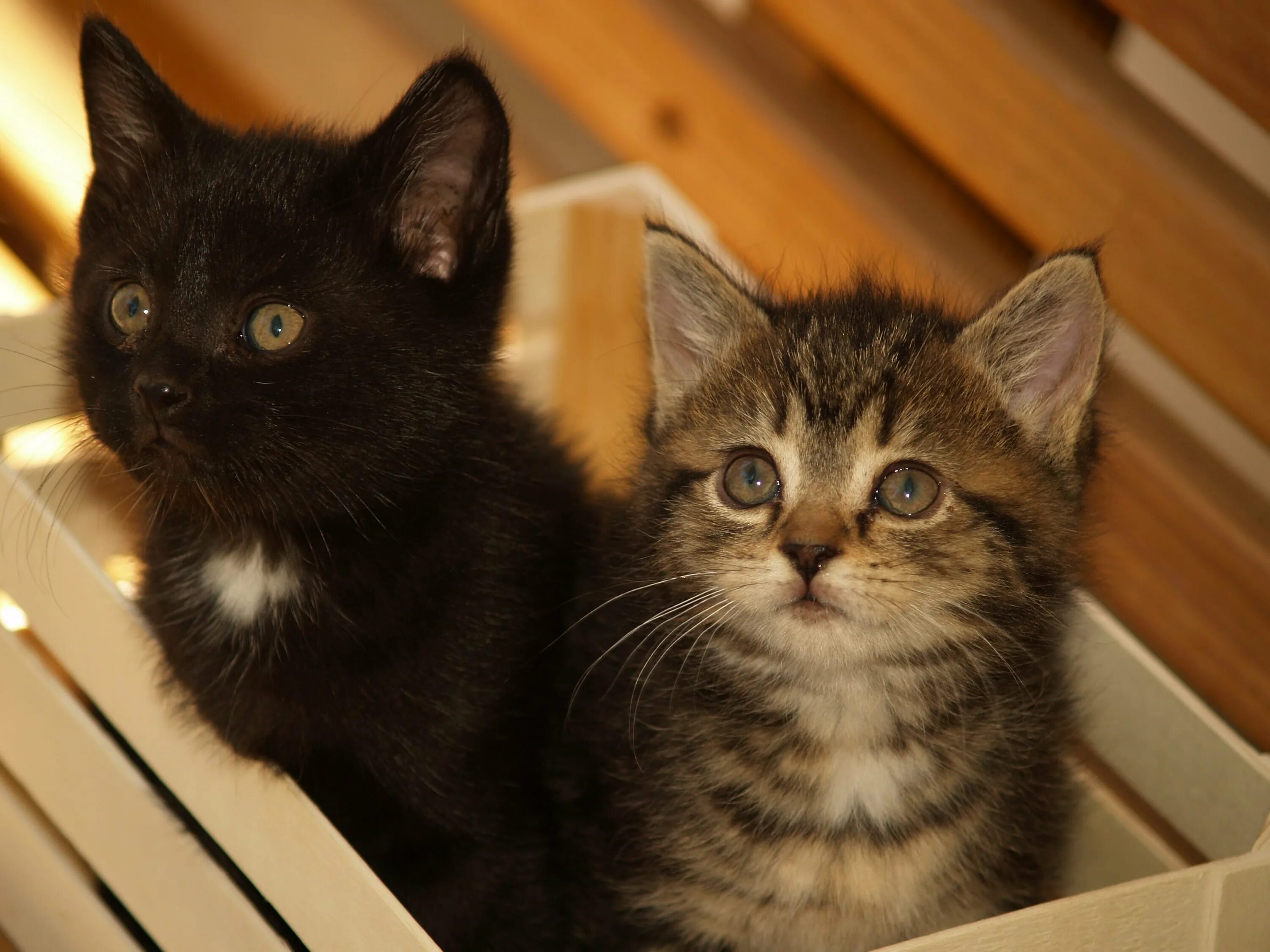 Котята зовут. Смешные котята. кошка зовет котят. назвать котенка. название кошек котенков.