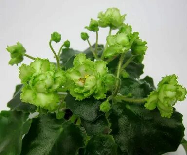 Фиалка яванский мох