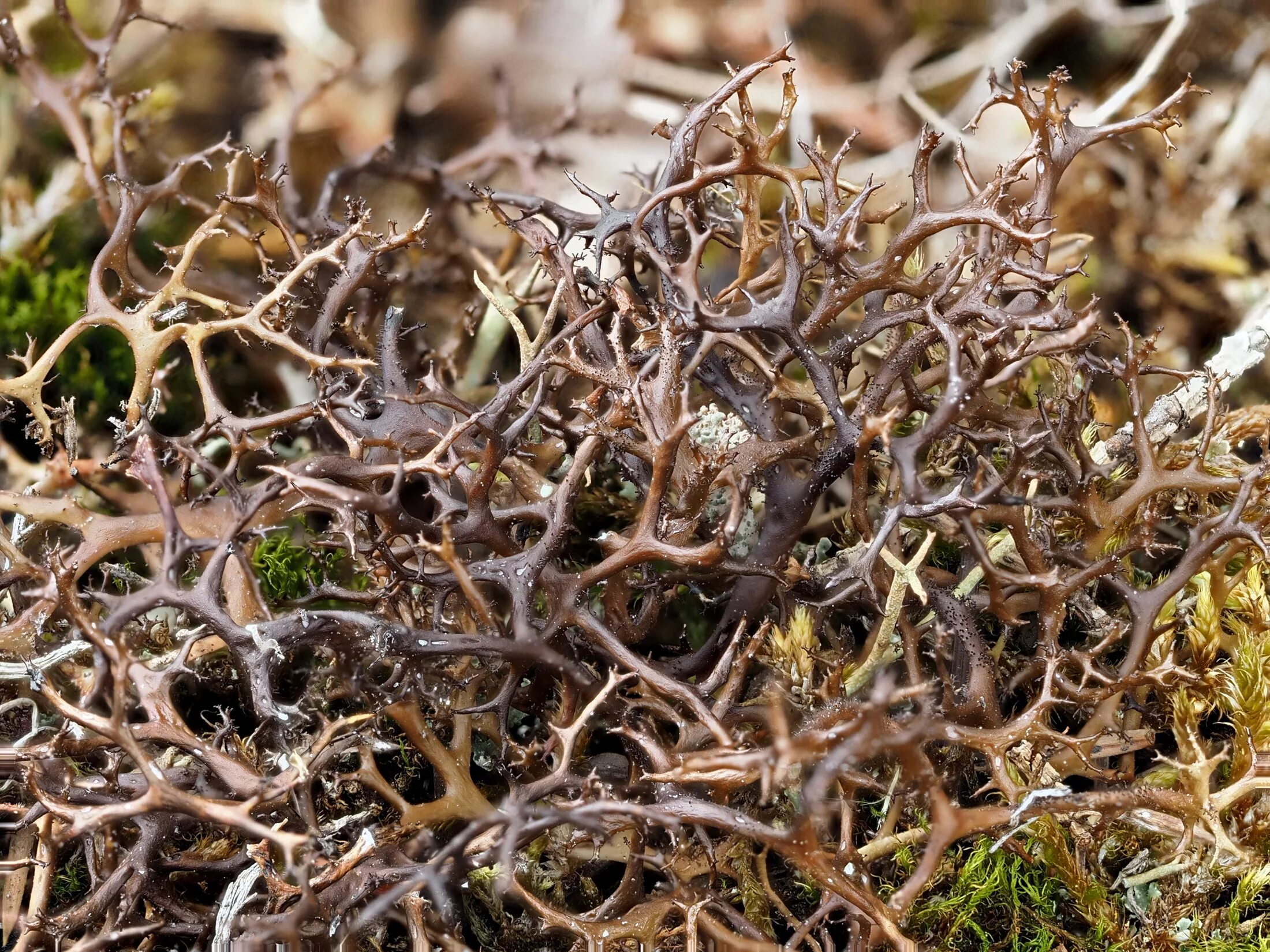 Золотистый мох. Исландский мох (цетрария). Цетрария Степная Cetraria steppae. Cetraria aculeata. Цетрария Исландская, исландский мох.