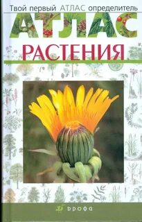 Твоя растение