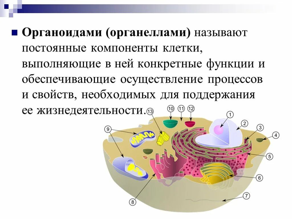 Дайте определение понятия органоиды. Постоянные компоненты клетки. органоиды. органоиды клетки. клетка органоиды клетки.