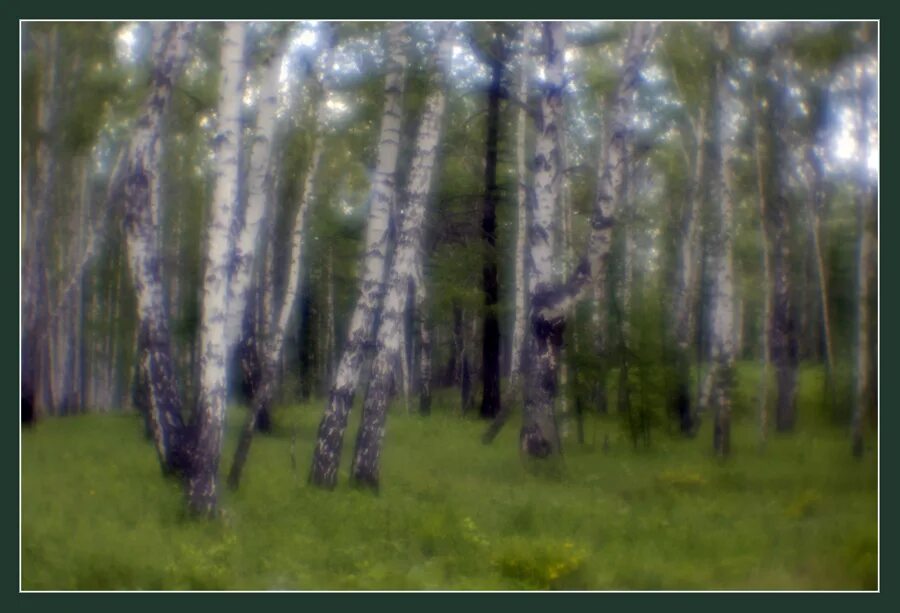 Березовая роща картина елены самарской. Березовая роща 2. Березовая роща казань. Куинджи берёзовая роща картина. Русский лес.