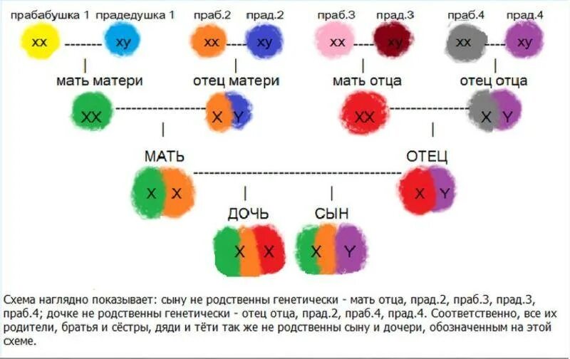 Схема наследования цвета глаз. Генетическое наследование цвета глаз. Генетика передачи цвета глаз. Тип наследования цвета глаз.