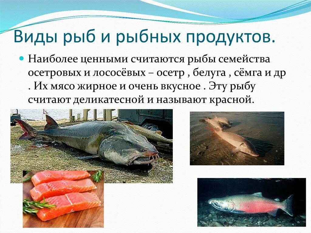 Рыба это кто или что