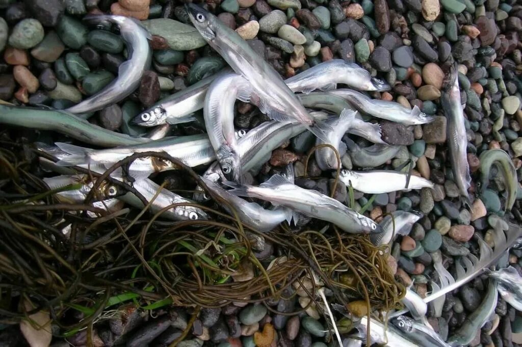 Мойва польза и вред для человека. Рыба похожая на мойву. Anchovies. Ценность мойвы. Мойва баренцева.