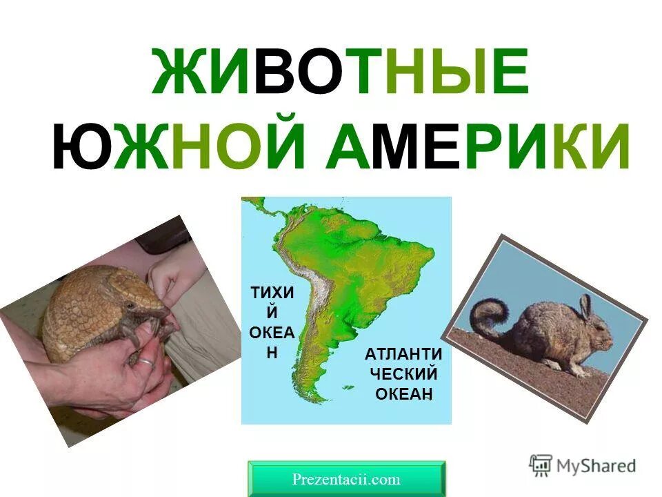 Обитатели Южной Америки животные. Южная Америка животные презентация для дошкольников. Животные Южной Америки презентация. Звери Южной Америки. Кто живет в южной америке животные