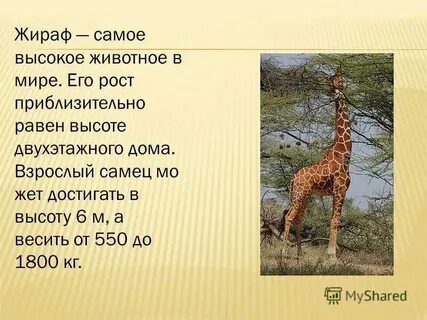 Жираф сколько звуков
