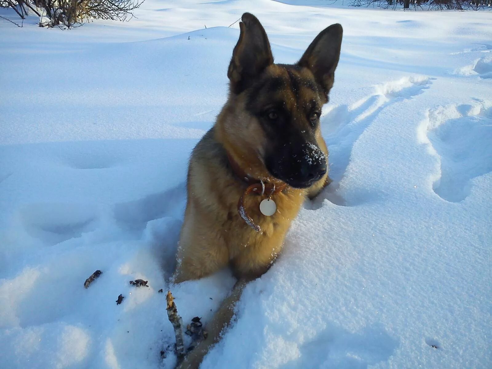 Немецкая овчарка кусачка. Морда собаки в снегу. Немецкая овчарка с новым годом. Овчарка зимой в лесу. Немецкая овчарка зима.