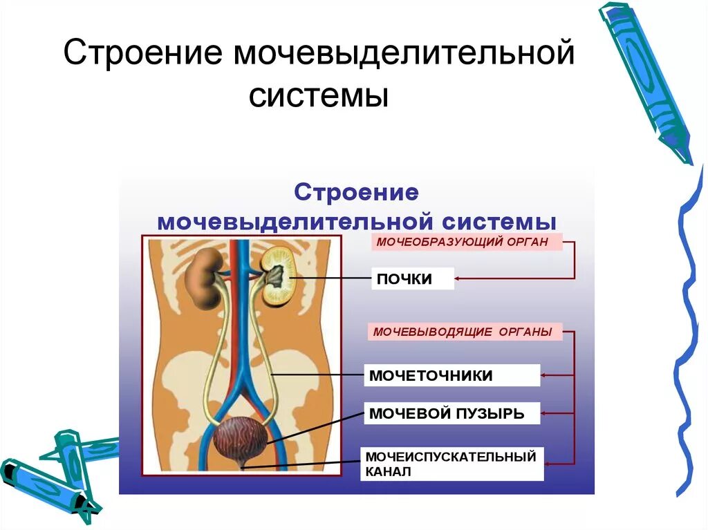 Какую функцию выполняет выделительная система человека. Строение выделительной системы анатомия. Выделительная система человека строение и функции. Строение выделительной системы орган, строение, функции. Мочевыделительная система биология 8 класс.