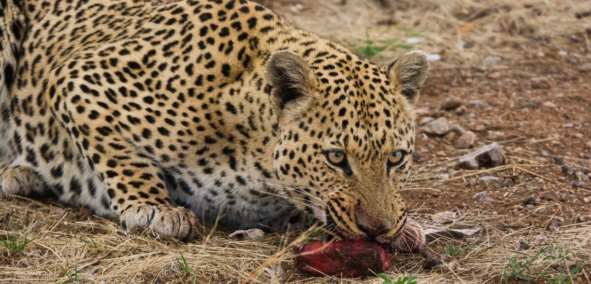 Wildlife in danger. Леопард дом в котором. Покрышки Wildlife Leopard.