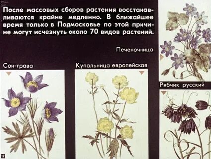 Что сторожил цветок