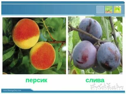 Щавель и персик что это
