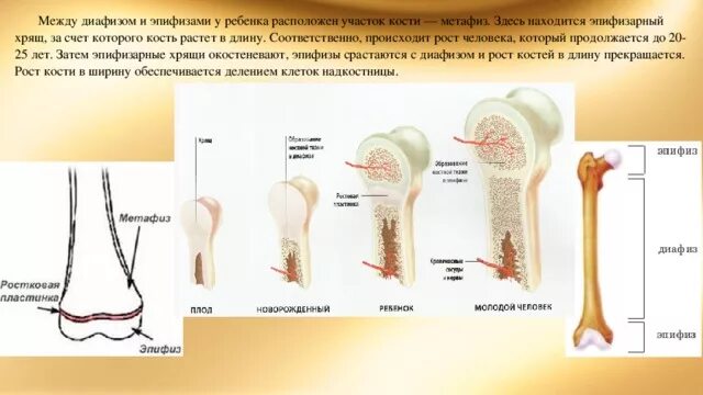 Почему кости растут. Диафиз рост кости. Строение кости эпифиз метафиз диафиз. Метафиз трубчатой кости. Лучевая кость эпифиз метафиз диафиз.