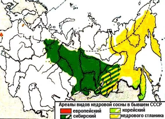 Лиственница сибирская ареал. Ареал сосны сибирской в России. Ареал сосны кедровой сибирской. Ареал распространения сосны кедровой сибирской. Ареал произрастания Сибирского кедра.