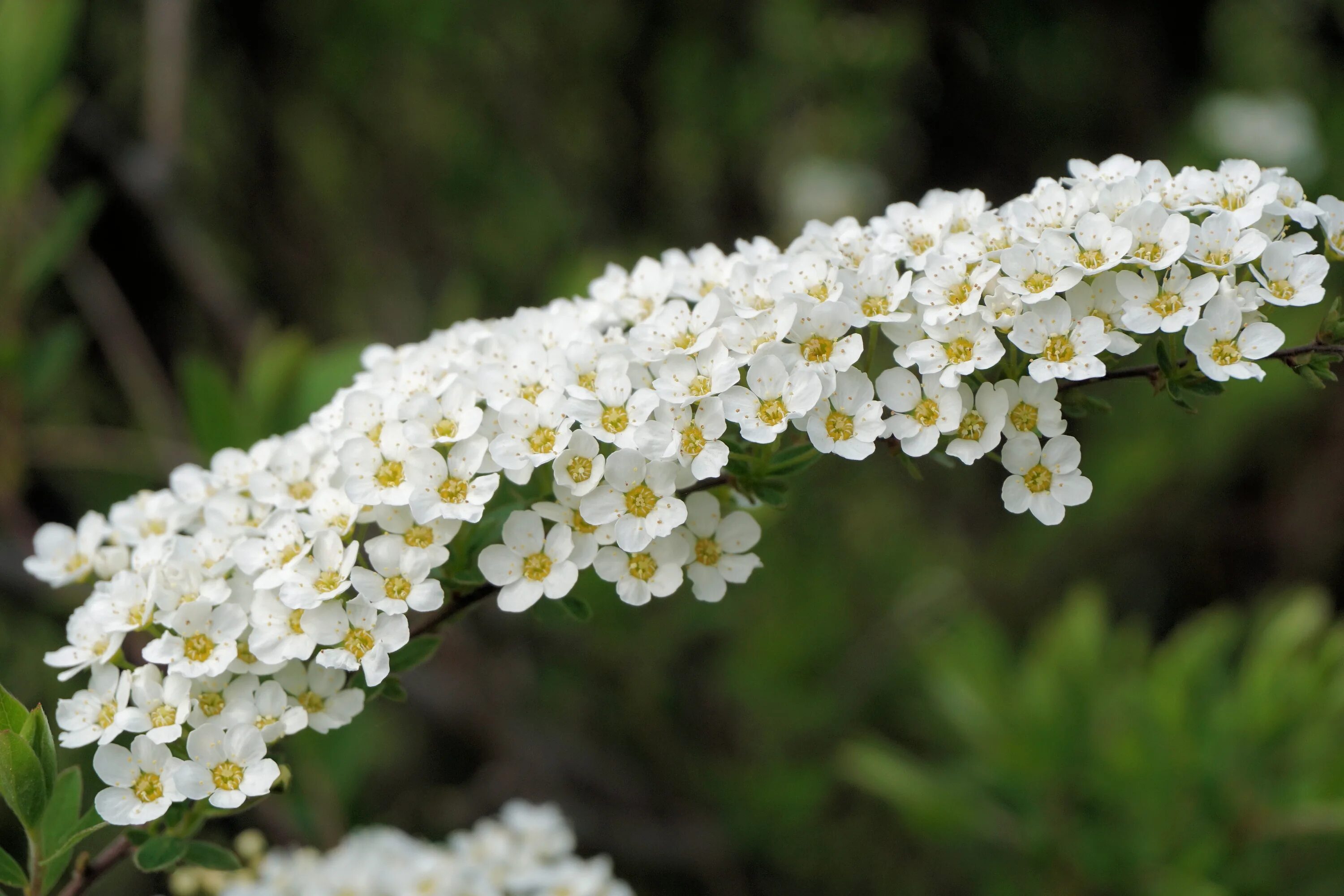 Кустарник цветет белым весной. Спирея аргута (Spiraea arguta). Спирея Уссурийская. Спирея серая ниппонская. Спирея куст.