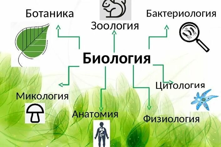 Биологические науки 5 класс биология ответы. Науки биологии ботаника. Биология наука о живой природе. Ботаника и Зоология. Биология Зоология ботаника.