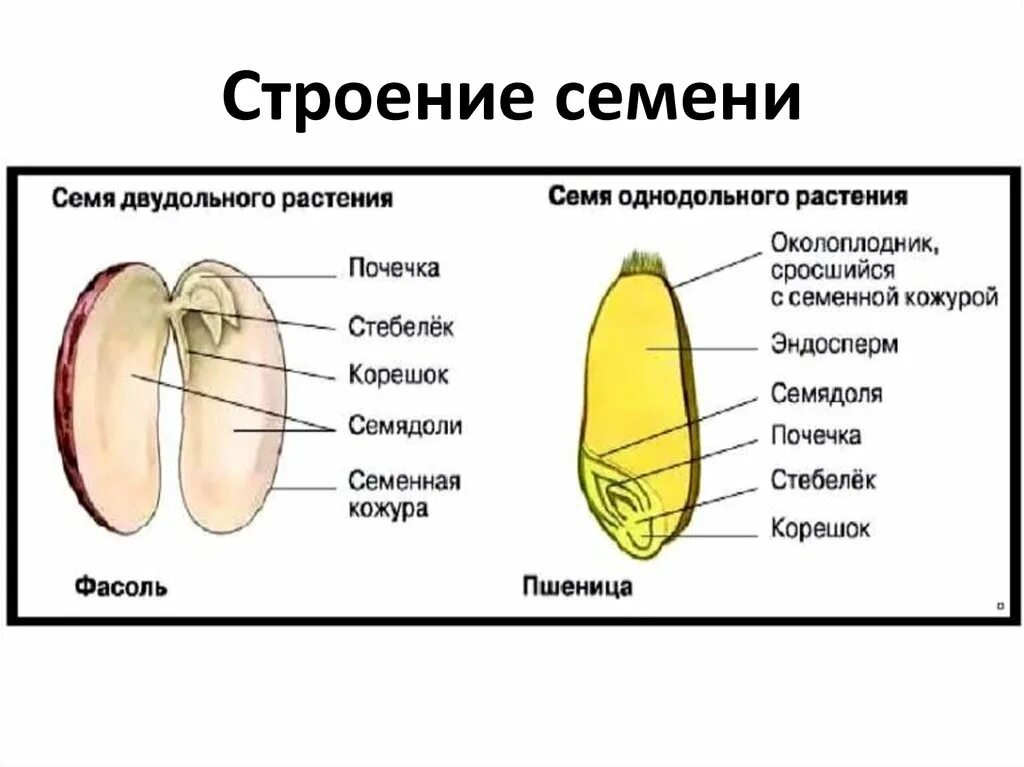 Строение однодольного семени. Строение зерновки фасоли. Строение двудольного семени фасоли. Строение однодольного семени фасоли. Пленчатый околоплодник срастается с