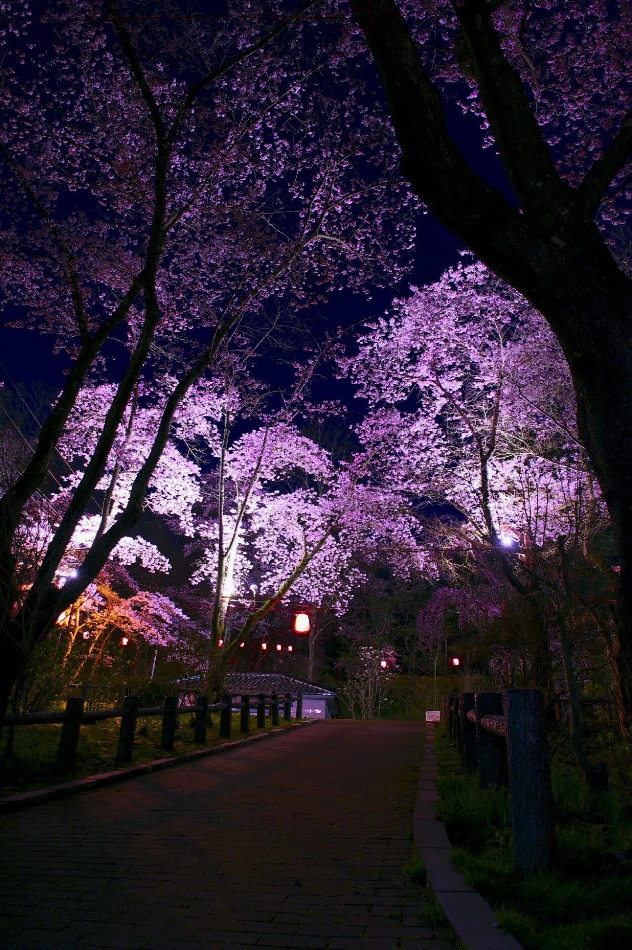 Сакура ночью. Черри блоссом Найт. Ночной парк. Красивый парк ночью.