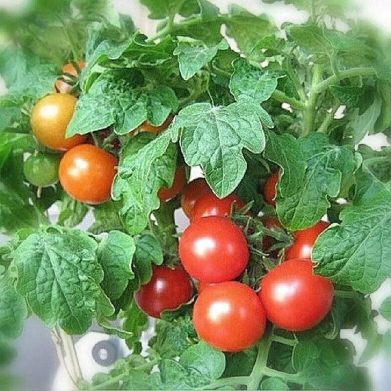 Семена томатов для балкона. Томаты черри бонсай. Томат бонсай балконный Гавриш. Сорт помидор Банзай. Томат сорт бонсай.