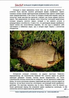 Карась вырастает