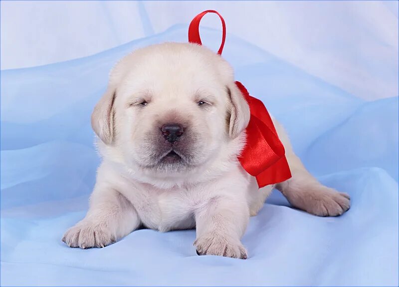 щенок 10 месяцев