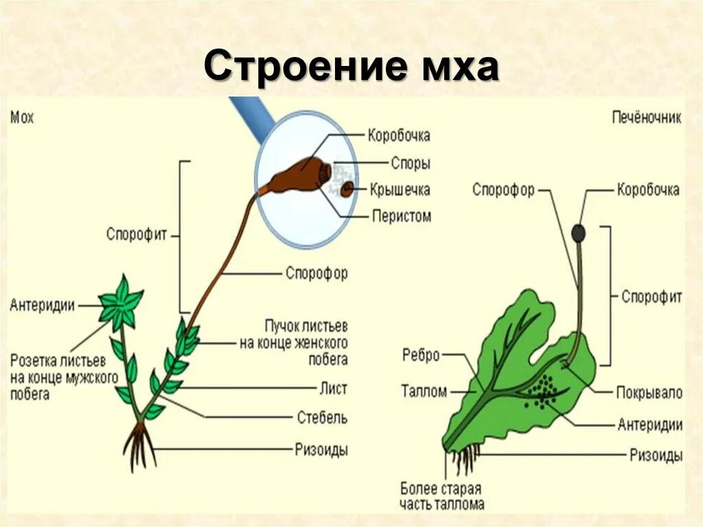 Спорофит листостебельных мхов. Мох сфагнум части растения. Строение коробочки сфагнума. Строение мхов 6 класс биология. Мох сфагнум коробочка строение.