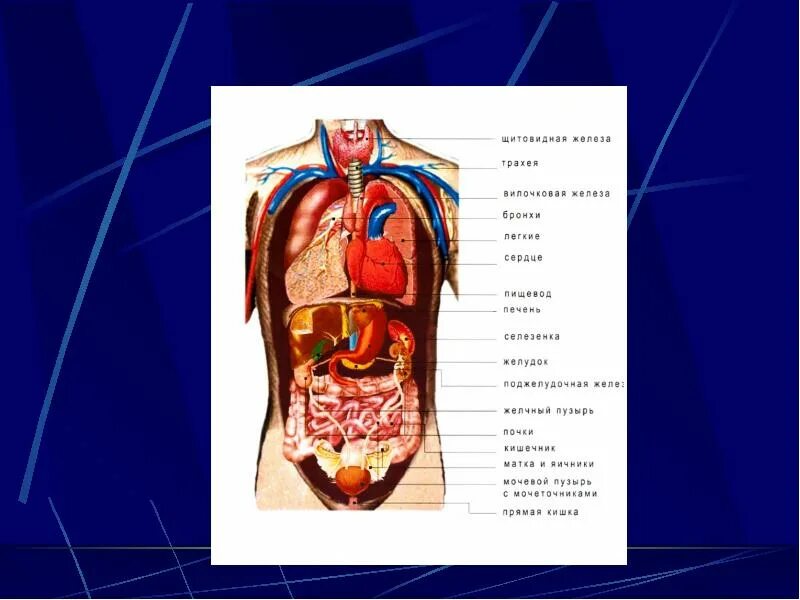 Расположение органов спереди. Строение внутренних органов сбоку. Строение человека внутренние органы спереди. Расположение внутренних органов у человека мужчины спереди фото. Органы человека расположение с названиями