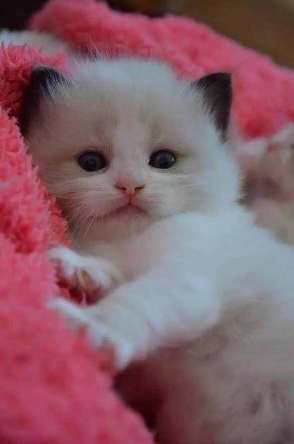 Pin by Safy on k i t t y Kittens cutest, Cute baby animals, Cute cats