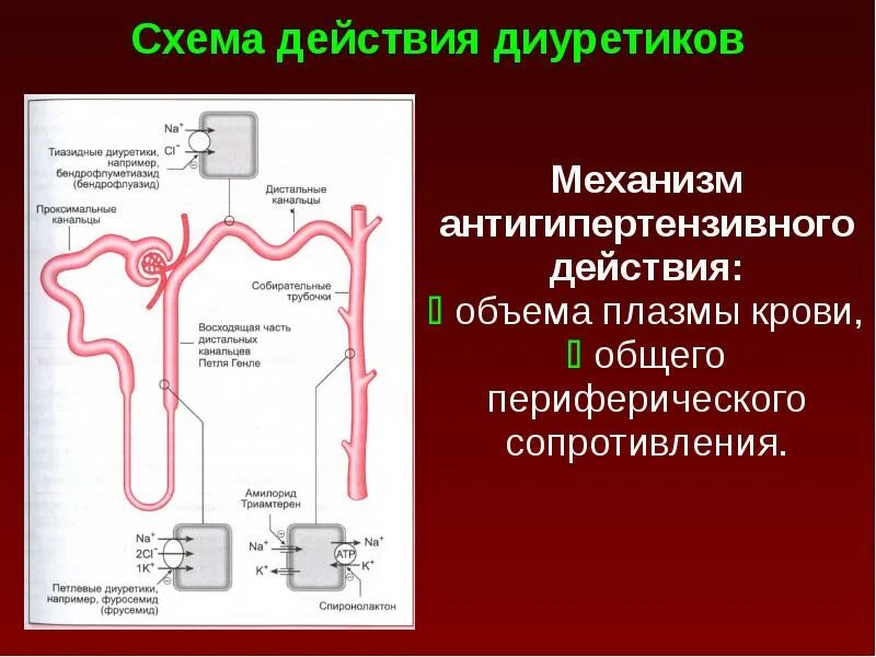 Диуретики группы препаратов. Механизм действия диуретиков схема. Механизм действия диуретиков на нефрон. Тиазидные диуретики схема. Механизм действия осмотических диуретиков.