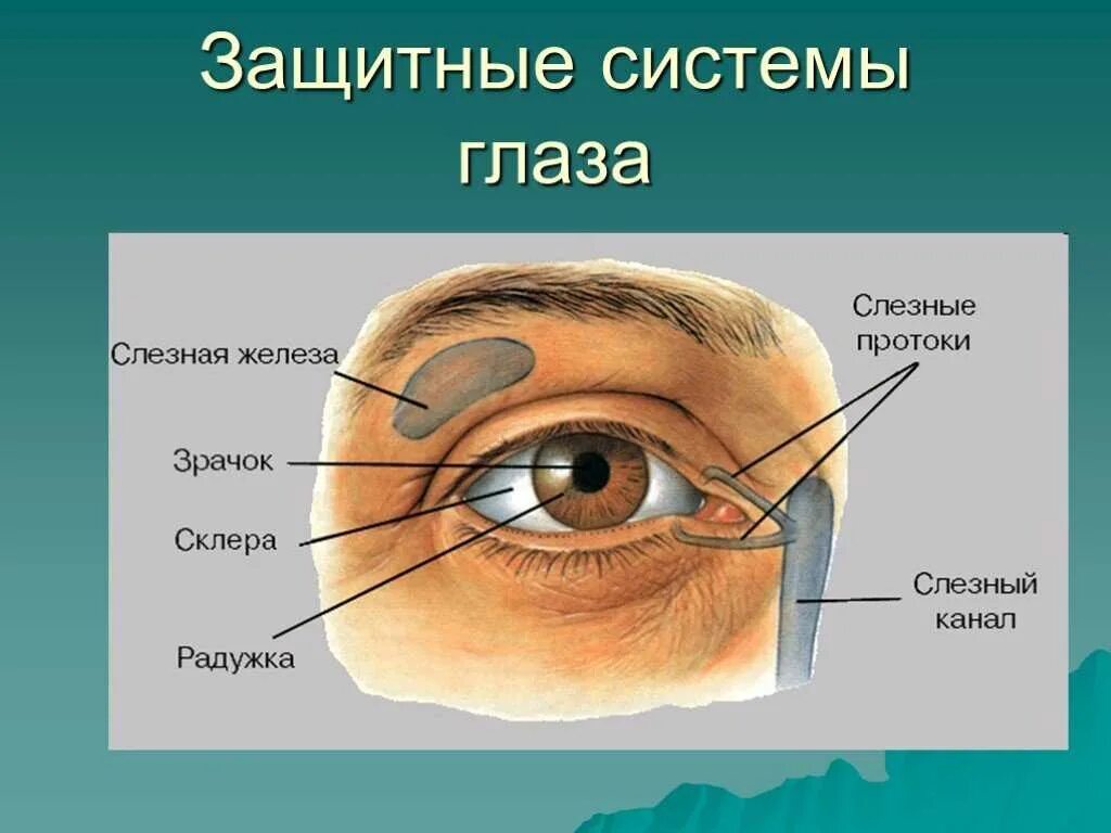 Слезные железы вспомогательный аппарат. Строение глаза слезная железа. Вспомогательный аппарат глазного яблока. Анатомия глазного яблока и его вспомогательного аппарата. Строение слезных каналов глаза человека.