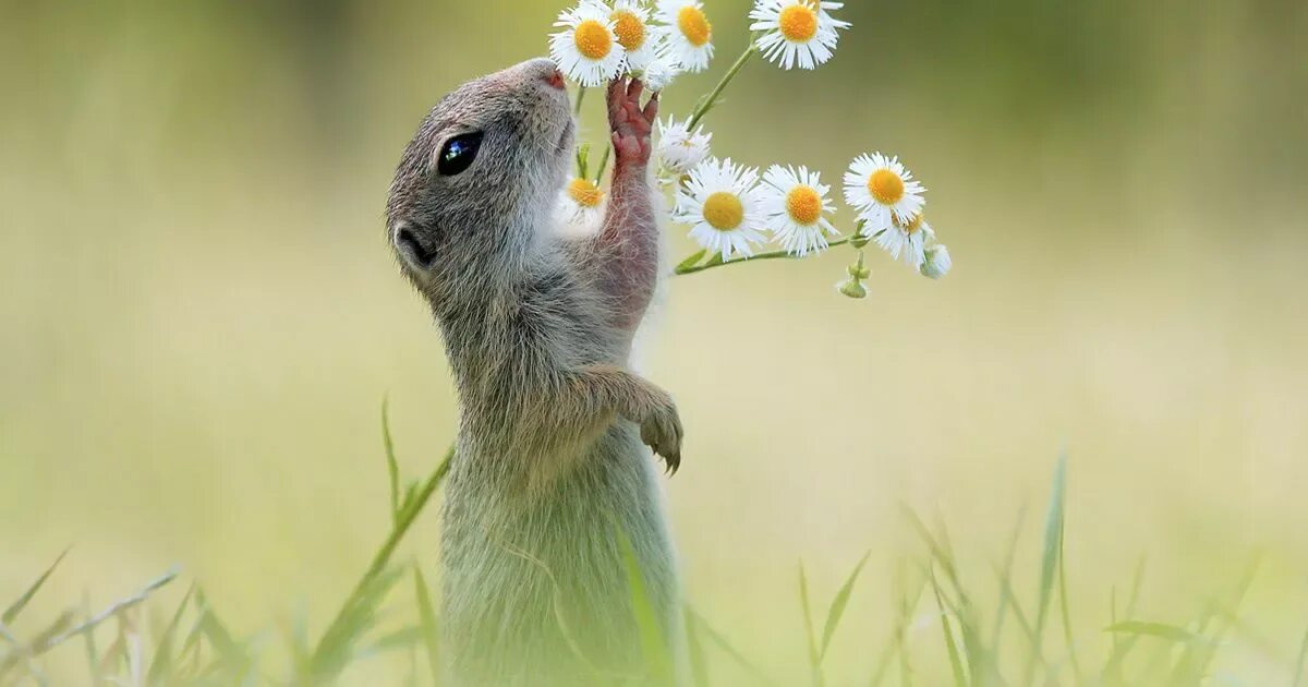 Spring animals