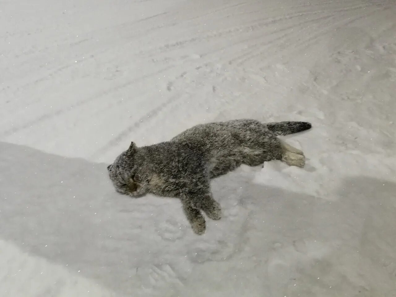 Замерзшие котята в снегу. Замерзший котенок. Замерзла в сугробе