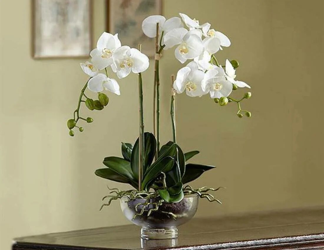 Комнатный цветок Орхидея фаленопсис. Орхидея фаленопсис Каскад. Орхидея фаленопсис белая. Фаленопсис Алексия.