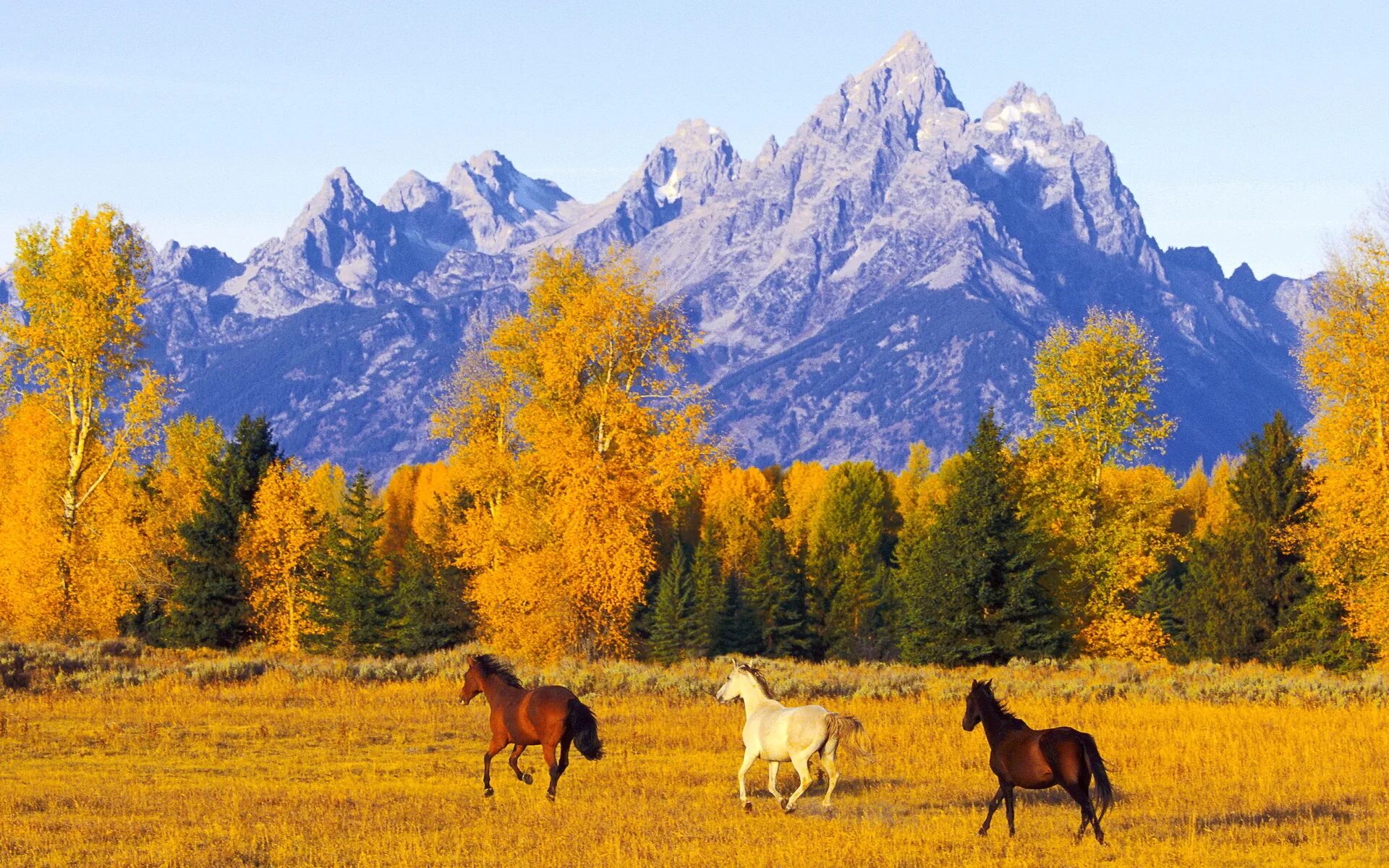 Horses fall. Осень в горах. Лошади в горах. Горы осенью. Казахстан природа.