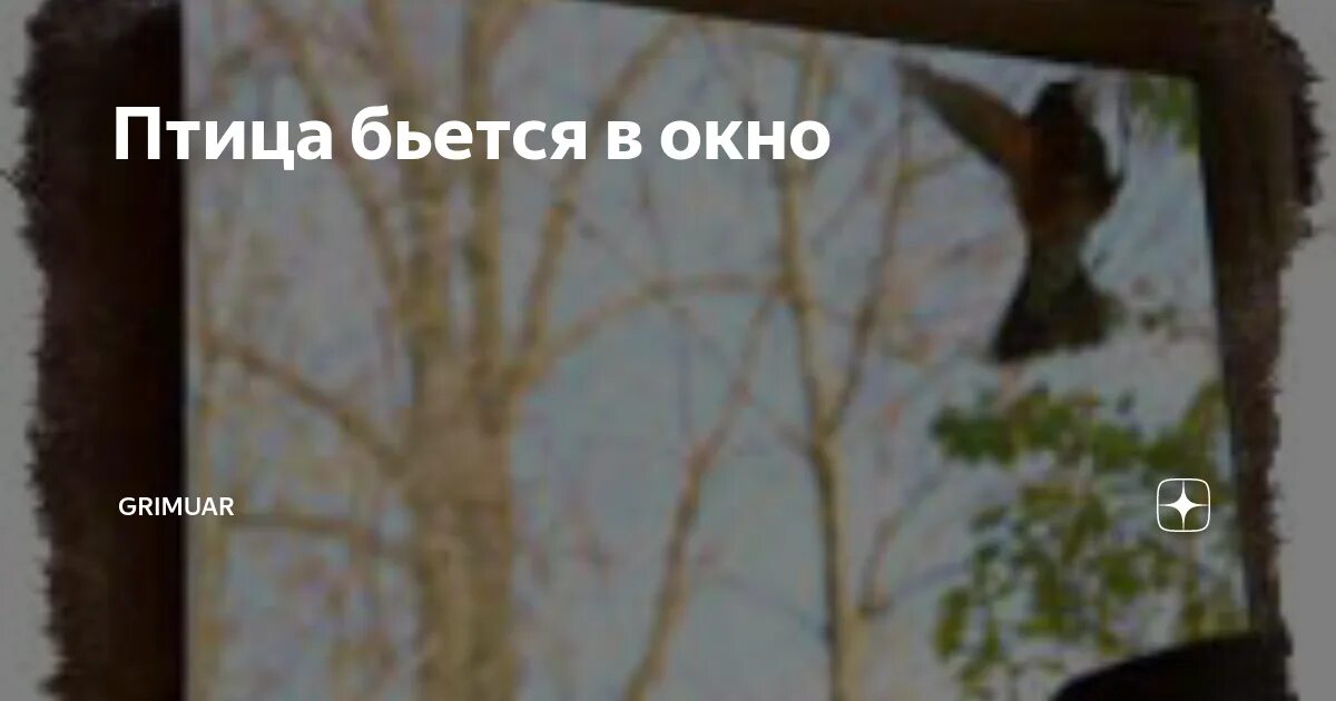 Почему птица бьется. Птица бьется в окно. Приметы птицы бьются в окно. Птица врезалась в окно примета. Птица бьется.