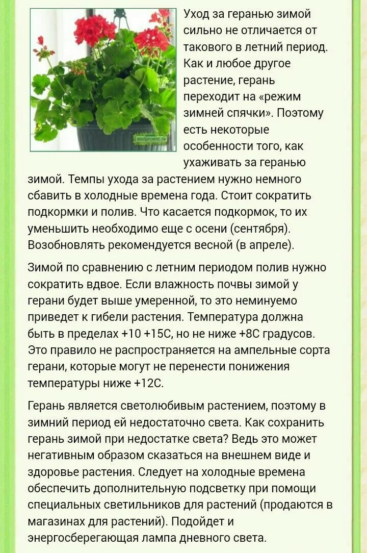 Пеларгония королевская. Черенки герани укоренение. Какие условия нужны герани. Пеларгония стеблевые черенки. Пеларгония герань полив.