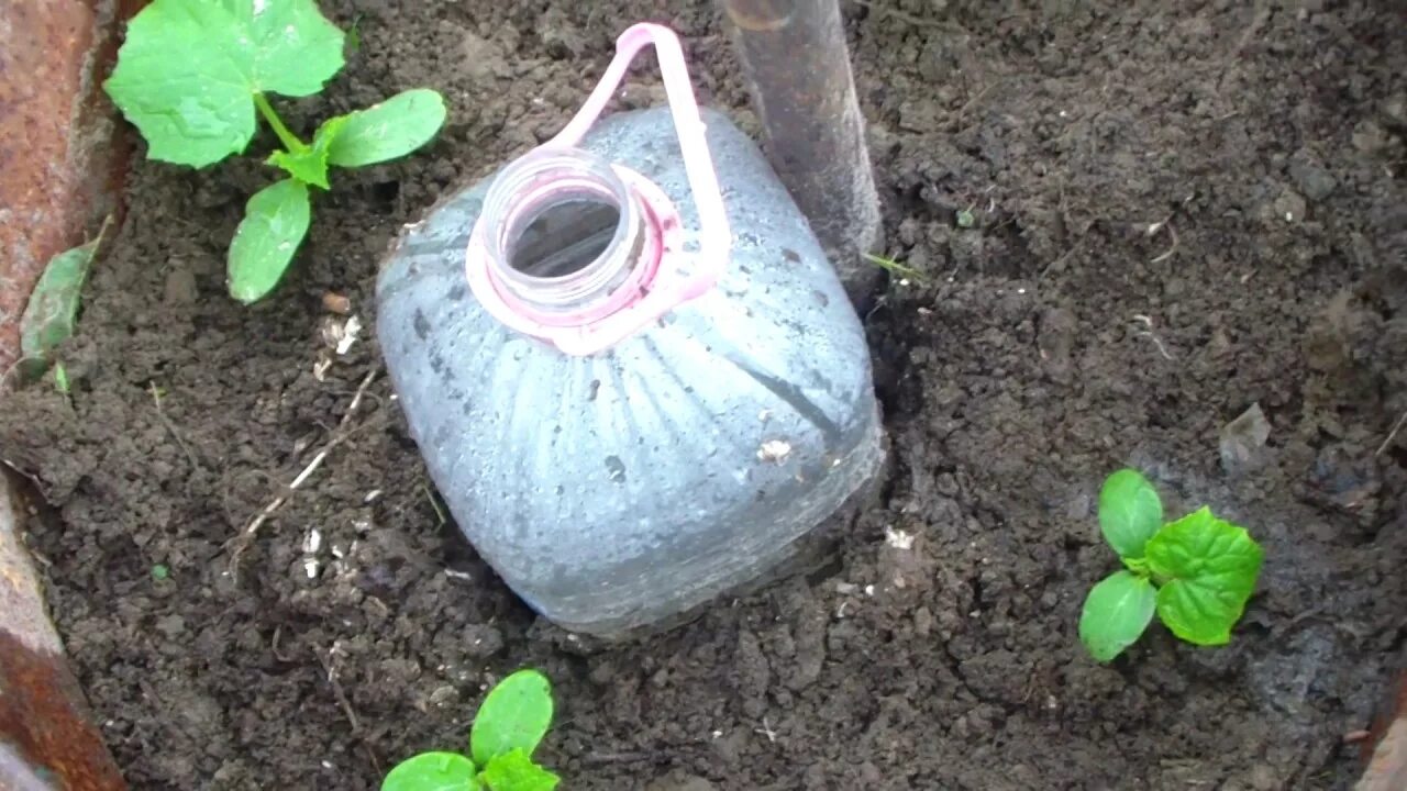 Как надо поливать огурцы в открытом