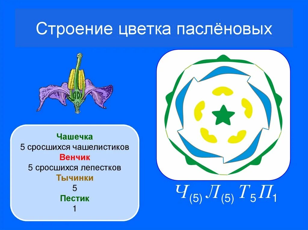 Пасленовые растения строение